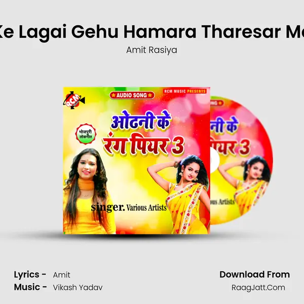 Ke Lagai Gehu Hamara Tharesar Me MP3 Song by Amit Rasiya Cover
